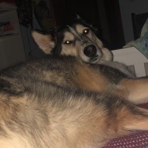 Meet your Posher, Lacey